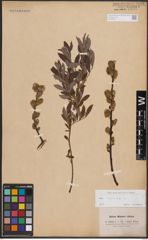 Foto von Salix cinerea L.
